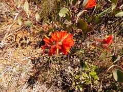 Castilleja pruinosa