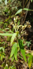 Alloispermum integrifolium