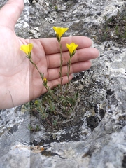 Linum tauricum