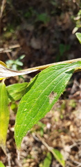 Alloispermum integrifolium