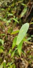 Alloispermum integrifolium