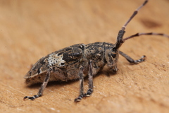 Mesosa nebulosa