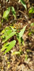 Alloispermum integrifolium