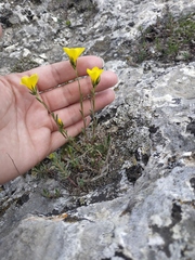 Linum tauricum