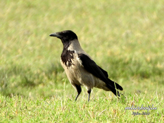 Corvus cornix