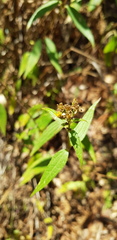 Alloispermum integrifolium