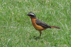 Cossypha semirufa