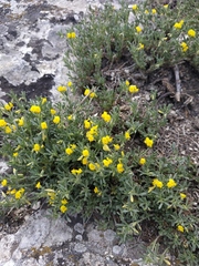 Medicago rupestris