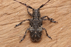 Mesosa nebulosa