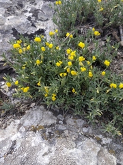 Medicago rupestris
