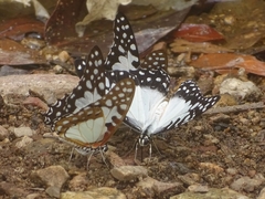Graphium angolanus baronis