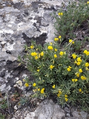 Medicago rupestris