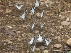 Graphium angolanus baronis