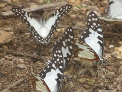 Graphium angolanus baronis