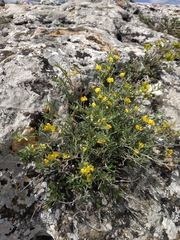 Medicago rupestris