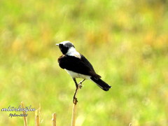 Oenanthe melanoleuca