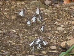 Graphium angolanus baronis