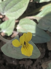Viola purpurea