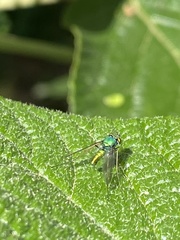 Condylostylus comatus