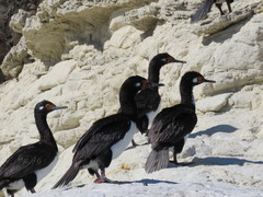 Leucocarbo magellanicus