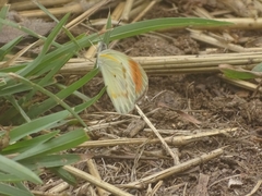 Colotis euippe euippe