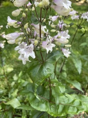 Penstemon laevigatus
