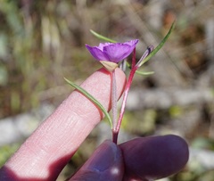 Clarkia gracilis gracilis