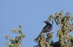 Onychognathus tenuirostris