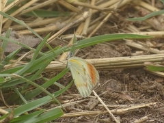 Colotis euippe euippe