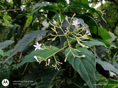 Palicourea galeottiana