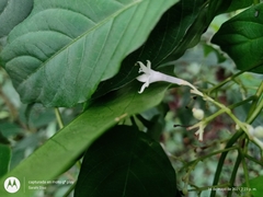 Palicourea galeottiana
