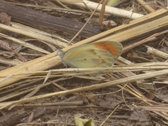 Colotis euippe euippe