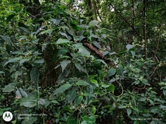 Palicourea galeottiana