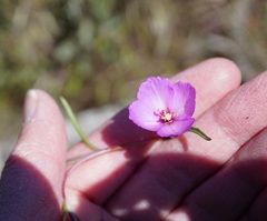 Clarkia gracilis gracilis