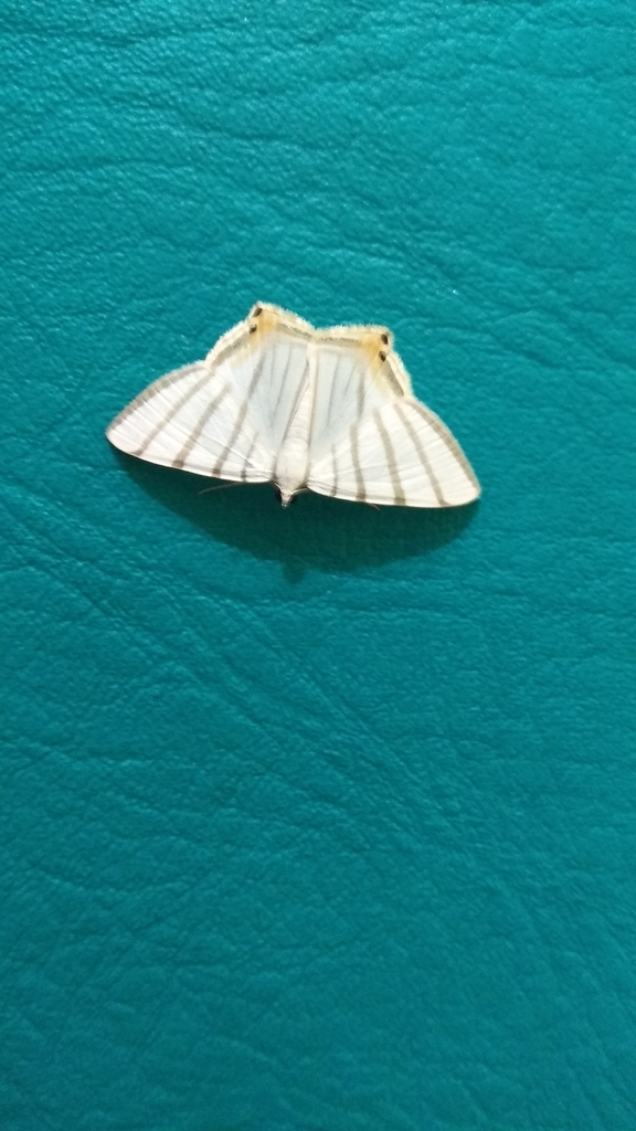Opisthoxia metargyria