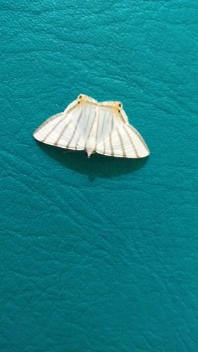 Opisthoxia metargyria