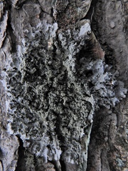 Punctelia caseana