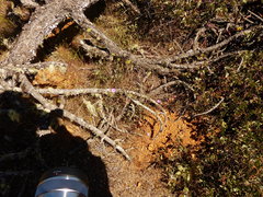 Clarkia gracilis gracilis