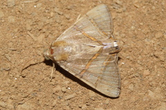 Eulepidotis