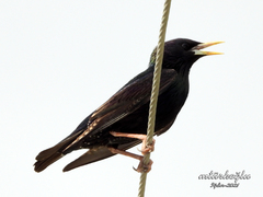 Sturnus vulgaris