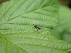 Rhaphium