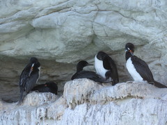 Leucocarbo magellanicus