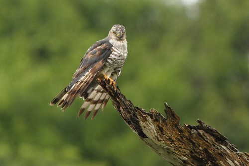 African Cuckoo-Hawk