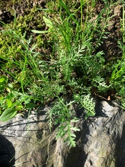 Achillea millefolium