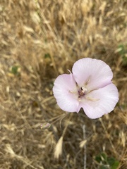 Calochortus splendens