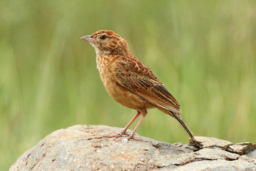 Eastern Clapper Lark photo