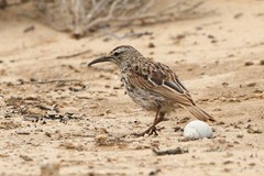 Certhilauda curvirostris