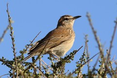 Certhilauda subcoronata