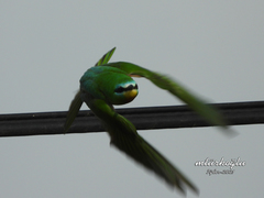 Merops persicus