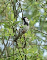 Passer domesticus